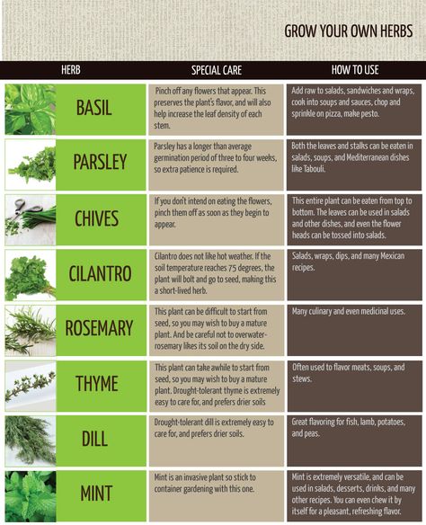 Herbs for health that you can grow at home. How To Take Care Of Herbs Indoors, Herb Growing Calendar, Herbs Outdoor Ideas, How And When To Harvest Herbs, What Herbs Can You Grow Inside, Garden Spices Herbs Ideas, Herb Planting Calendar, Growing Herbs On Porch, Good Herbs To Grow