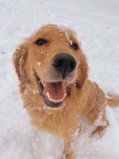 Golden Retriever Snow, Golden Retriever Winter, Golden Retriever Smile, Golden Retriever Funny, Cute Animals Puppies, Very Cute Dogs, Cute Dog Pictures, Pretty Dogs, Cute Animals Images