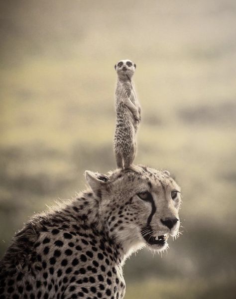 Amazing Animal Pictures, Wild Animals Pictures, Animals Friendship, Pretty Animals, Awesome Animals, Majestic Animals, Cheetahs, Animals And Birds, Animal World