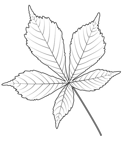 Chestnut Leaf Tattoo, Chestnut Drawing, Chesnut Tree, Horse Chestnut Leaves, Chestnut Leaf, Toon Boom, Leaves Drawing, Coloring Pages Nature, Leaf Coloring Page