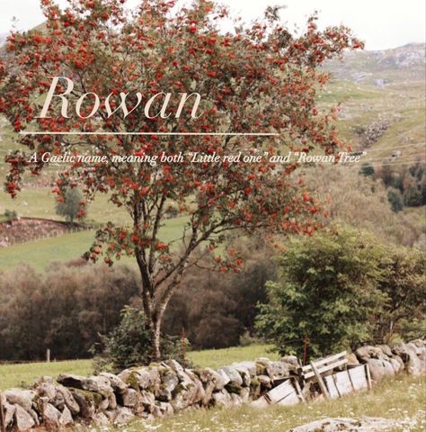 Rowan Tree Drawing, Rowan Name Meaning, Rowan Baby Name, Reuben Name, Rowan Name, Rowan Aesthetic, Celtic Language, Gaelic Names, Purple Names