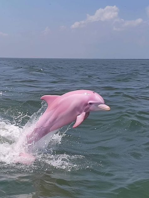 Pink River Dolphin, Sea Creatures Art, River Dolphin, Sailing Art, Tree Of Life Art, Beautiful Ocean Pictures, Pink Dolphin, Beautiful Sea Creatures, Pretty Animals