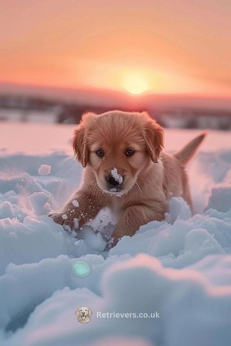 Fluffy Golden Retriever Puppy, Cute Golden Retriever Puppy Wallpaper, Puppies In The Snow, Golden Retriever Puppy Aesthetic, Heart In Snow, Puppy In Snow, Golden Retriever Aesthetic, Cute Puppies Golden Retriever, Cute Golden Retriever Puppy