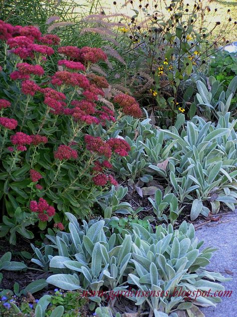 Garden Border Plants, Sedum Garden, Stachys Byzantina, Sedum Plant, Dry Garden, Border Plants, Lambs Ear, Plants And Flowers, Garden Borders