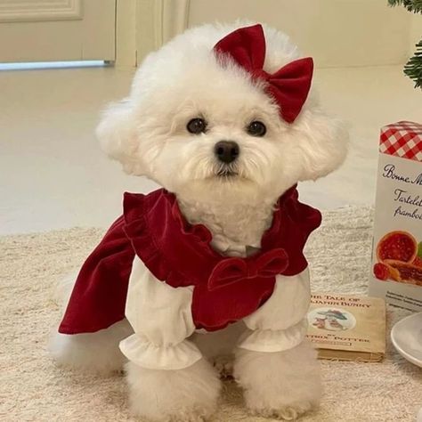 Diy Puppy Clothes Small Dogs, Christmas Pet Clothes, Dog Outfits, Princess Dog, Dog Fashion, Christmas Puppy, Pet Dress, Puppy Clothes, Dog Costumes