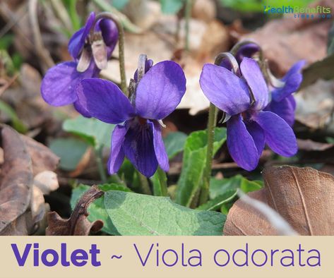 Violet Plant, Medicinal Herb, Sweet Violets, Wild Harvest, Violet Flower, Blue Violet, Planting Herbs, Flower Bud, Medicinal Herbs