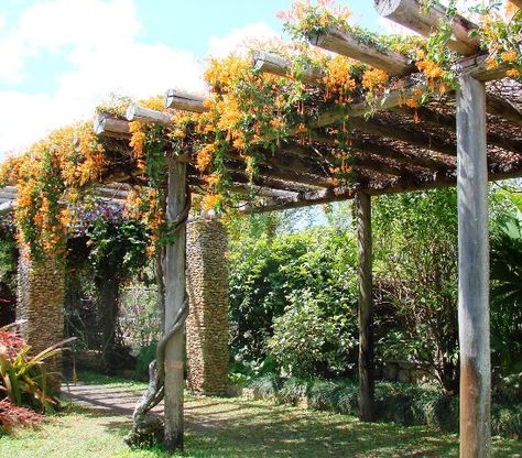 Grape Vine Trellis For Shade, Vine Walkway, Vine Roof, Carport With Vines, Outdoor Pergola With Vines, Vine Covered Pergola, Pergola With Vines, Pergola With Flowering Vines, Vine Canopy