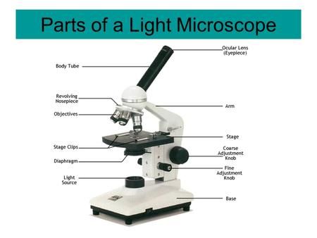 Parts of a Light Microscope> Paragraph Worksheets, Simple And Compound Sentences, Light Microscope, Punnett Squares, Science Printables, Microscope Parts, Body Tube, Slope Intercept Form, Compound Sentences