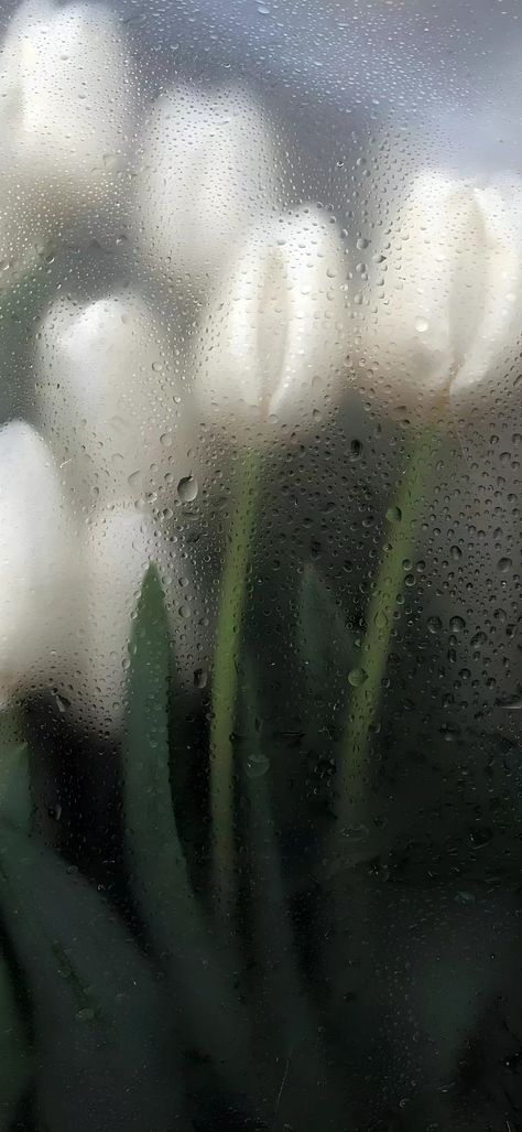 Rainy Flower Wallpaper, Wet Flowers Wallpaper, White Tulips Wallpaper, Flowers With Water Drops, Tulips Wallpaper, Wet Flowers, Rainy Wallpaper, Piskel Art, Rain Wallpapers