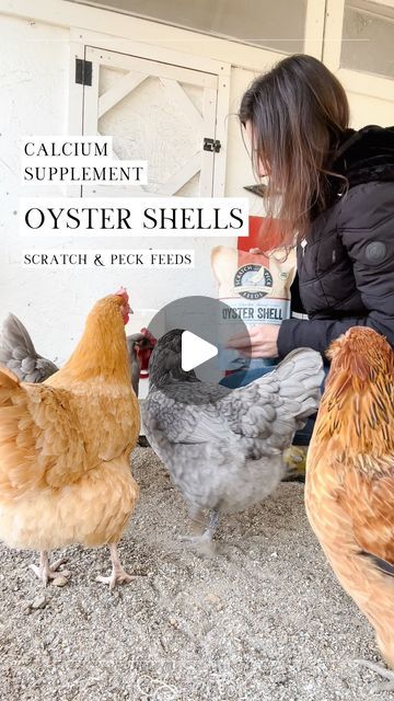 Alysha Whitfield | Bee Jeweled Coop on Instagram: "Here’s a secret: I didn’t know chickens needed a calcium supplement when I first started chicken keeping 😬🐚🐓

I tried to do as much online chicken keeping research as I could but this simple fact fell through the cracks. I thought they would get all the calcium they needed from their feed!

Chickens 20+ weeks (egg laying age) should have access to a calcium supplement to support their bodies in producing beautiful strong eggshells. Offering oyster shells on the side, like the ones from @scratchandpeckfeeds, will give your hens the opportunity to take as much as they need, when they need it! 

(Sometimes it looks like they’re not eating it at all, but don’t worry, they are 🙃)

🐚 If you want to give these oyster shells (or the feed!) fr Chicken Calcium Feeder, Calcium For Chickens, Feed Chickens, Chicken Keeping, Calcium Supplements, 20 Weeks, Egg Laying, Garden Plans, Chicken Coops