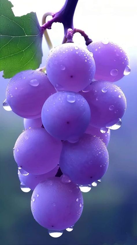 Tropical Fruit Photography, Grape Wallpaper, Fruits And Vegetables Pictures, Vegetable Pictures, نباتات منزلية, Iphone Dynamic Wallpaper, Fruit Picture, Rose Flower Wallpaper, Fruits Images