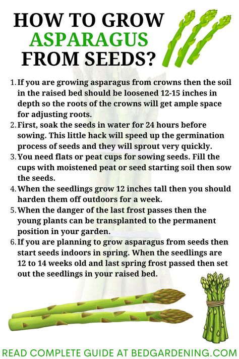 HOW TO GROW ASPARAGUS FROM SEEDS? If you are planning to grow asparagus from seeds then start seeds indoors in spring. When the seedlings are 12 to 14 weeks old and last spring frost passed then set out the seedlings in your raised bed. How To Grow Asparagus, Where To Plant Asparagus, Growing Asparagus In Raised Beds, Asparagus Seeds How To Grow, Planting Asparagus In A Raised Bed, When To Plant Asparagus, Transplanting Asparagus Plants, How To Plant Asparagus, Asparagus Growing