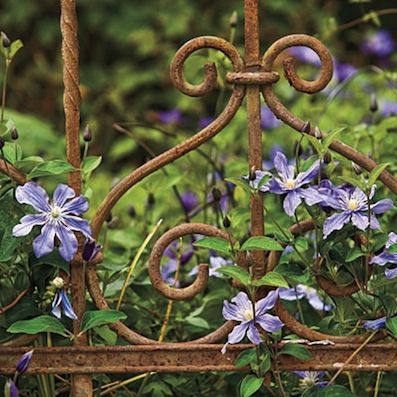 Garden Vines, Beautiful Yards, Iron Fence, Garden Gate, Iron Gate, Flowering Vines, Organic Matter, Garden Gates, Dream Garden