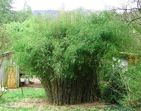 Hedge plant? Fargesia nitida "Blue Fountain" Bamboo Hedge Living Fence, Fargesia Nitida, Braided Bamboo Plant, Sagano Bamboo Forest, Bamboo Ideas, Bamboo Hedge, Mountain Garden, Arashimaya Bamboo Forest, Clumping Bamboo