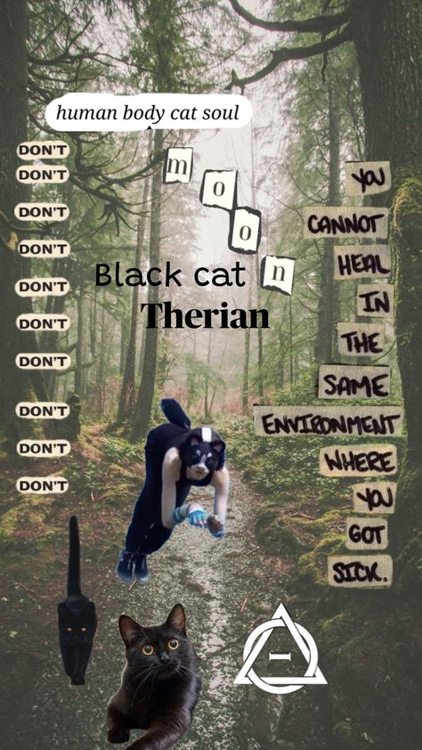 Black cat therian background (my theriotype❤️) Therian Background, Black Cat Therian, Cat Therian, Cat Collage, Cat Background, Aussie Dogs, Maybe In Another Life, American Shorthair, Red Squirrel