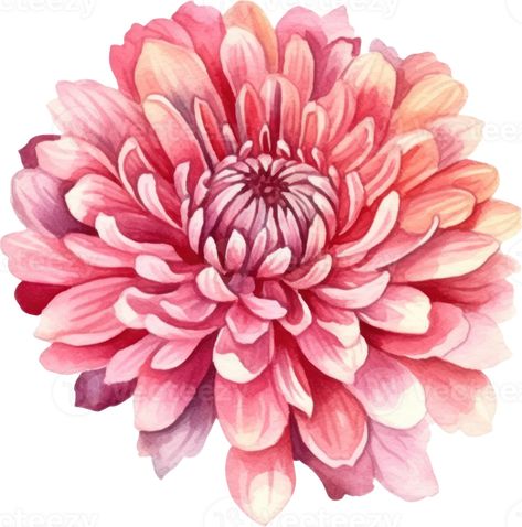 Pink Flower Chrysanthemum Watercolor. AI Generated Chrysanthemum Art, Chrysanthemum Watercolor, Flower Chrysanthemum, Pink Png, Digital Flowers, Painting Art Projects, Copic Markers, Chrysanthemum, Pink Flower