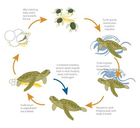 Picture Aistear Themes, Science Playroom, Sea Turtle Life Cycle, Turtle Life Cycle, Animal Life Cycles, Baby Sea Turtles, Kindergarten Art Projects, Green Sea Turtle, Green Turtle