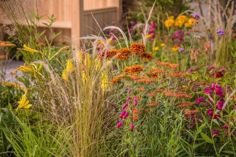 Everyone has their preference when it comes to colour. I’m a sucker for the reds, orange and yellows of the colour wheel. I absolutely love planting up red hot colours for clients bringing that feeling of summer to a border. When I started to design the #explodingatomgarden the red hot central core was the starting […] The post Hot Border Planting Ideas in the Exploding Atom Garden appeared first on Garden Ninja Ltd Garden Design. Sun Planting Scheme, Hot Border Planting, Shady Border Plants Uk, Orange And Purple Garden, Foxglove Mixed Border, South Facing Garden, Late Summer Flowers, Prairie Planting, Prairie Garden