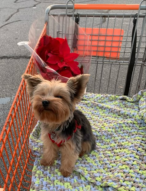 Yorkie Aesthetic, Puppy Mom, Teacup Yorkie Puppy, Very Cute Puppies, Dog Mommy, Yorkie Terrier, Teacup Yorkie, Terrier Puppies, Yorkie Dogs