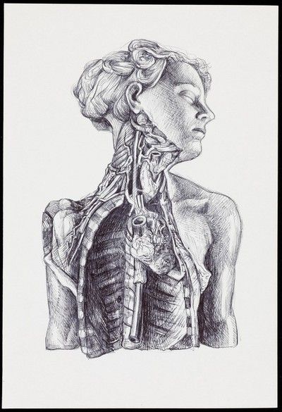 Micron Pen Art, Vintage Oddities, Bike Drawing, Micron Pen, Wellcome Collection, Heart Drawing, Body Anatomy, Conceptual Photography, Drawing Stuff