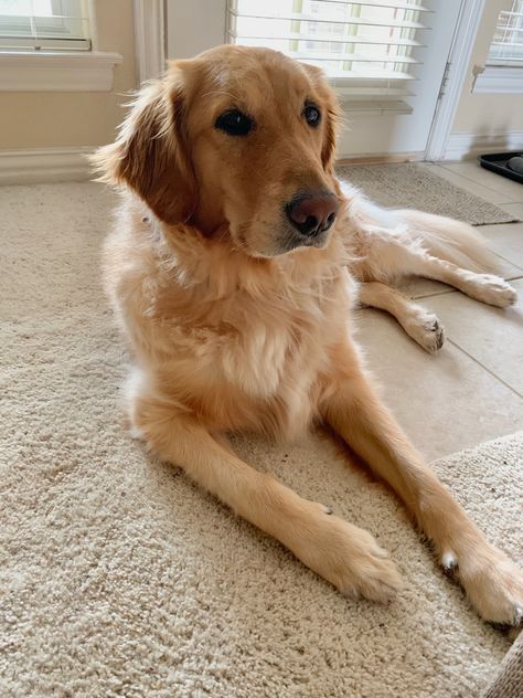 4 year old Golden Retriever Old Golden Retriever, Dog People, Golden Retrievers, Golden Retriever, Year Old, Cute Dogs, Dogs, Animals, Quick Saves