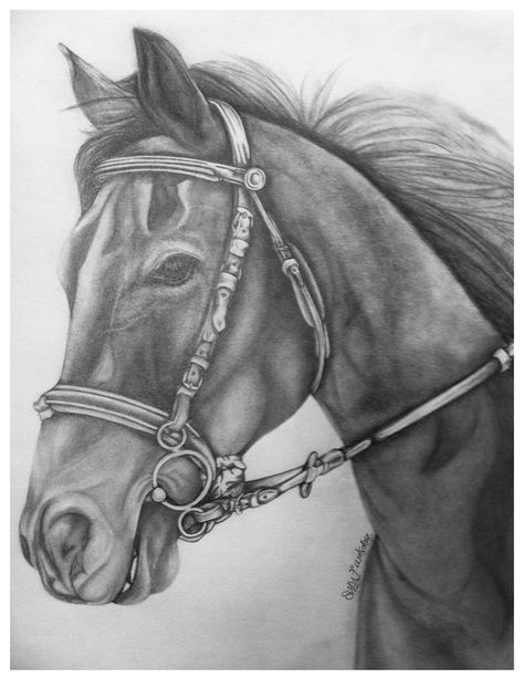 the horse portrait Study Artwork, Horse Art Drawing, Graphite Art, Pencil Drawings Of Animals, Horse Illustration, Charcoal Drawings, Horse Portrait, Horse Drawing, Horse Drawings