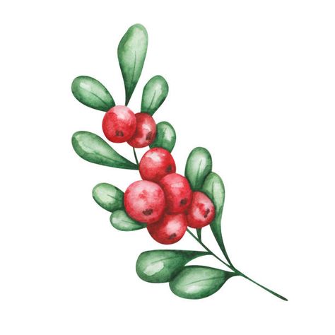 Linger Cranberries Tattoo, Cranberry Watercolor, Cranberry Tattoo, Cranberry Drawing, Cranberry Illustration, Cranberry Plant, Food Sketchbook, Berries Illustration, Joy Tattoo