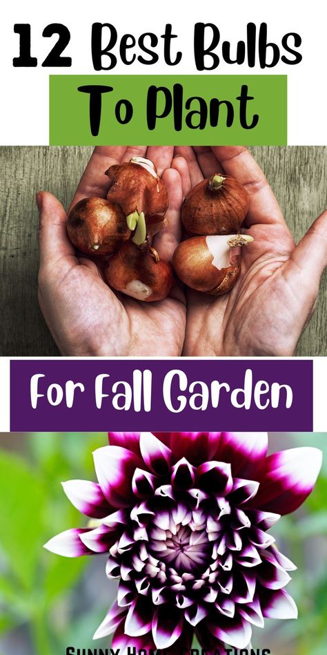 Garden Bulbs Ideas, Best Bulbs To Plant In The Fall, Fall Planted Bulbs, What Bulbs To Plant In Fall, Perennial Bulbs To Plant In Fall, Fall Bulbs To Plant, What To Plant In Fall Garden, Flower Bulbs To Plant In Fall, Fall Flower Garden Ideas