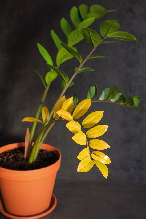 Care For Zz Plant, Zz Plant Care Yellow Leaves, Yellowing Leaves On Plants, Zz Plant Decor, Propagate Zz Plant, Zz Plant Propagation, Yellow Leaves On Plants, Plants With Colorful Leaves, Plant Remedies