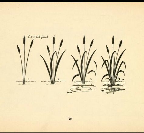 How to draw a easy simple Cattail plant How To Draw Cattails, Cat Tail Plant Tattoo, Cat Tail Tattoo Plant, Cat Tails Plant Drawing, Cattail Drawing, Cattails Tattoo, How To Draw A Pond, Draw Grass Easy, Grass Drawing Easy