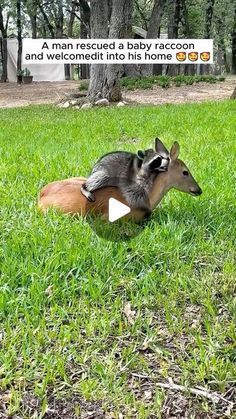 Baby Animal Videos, Baby Raccoon, Amazing Animal Pictures, Humans And Animals, Wild Animals Pictures, Instagram Videos, Rare Animals, Super Cute Animals, Algarve Portugal