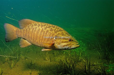 Fish Reference, Bass Art, Large Mouth Bass, Fish Pictures, Northern Maine, Fish Artwork, Technical Design, Smallmouth Bass, Bass Fish