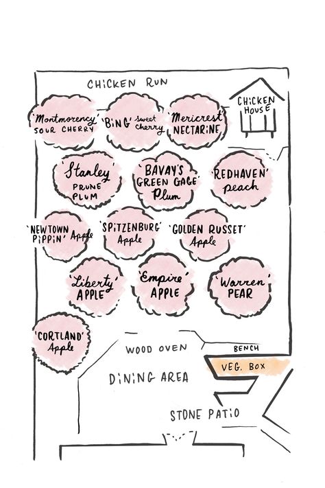 Fruit Orchard Design for Small Spaces - Organic Gardening - MOTHER EARTH NEWS Orchard Layout, Fruit Trees Garden Design, Tree Garden Design, Fruit Tree Garden, Fruit Orchard, Orchard Design, Orchard Garden, Orchard Tree, Mother Earth News