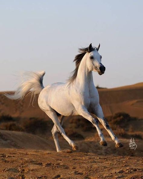 Wild Arabian ❤️ Horse Pics, Beautiful Arabian Horses, Most Beautiful Horses, Most Beautiful Animals, Majestic Horse, All The Pretty Horses, Arabian Horses, Horse Crazy, Horse Equestrian