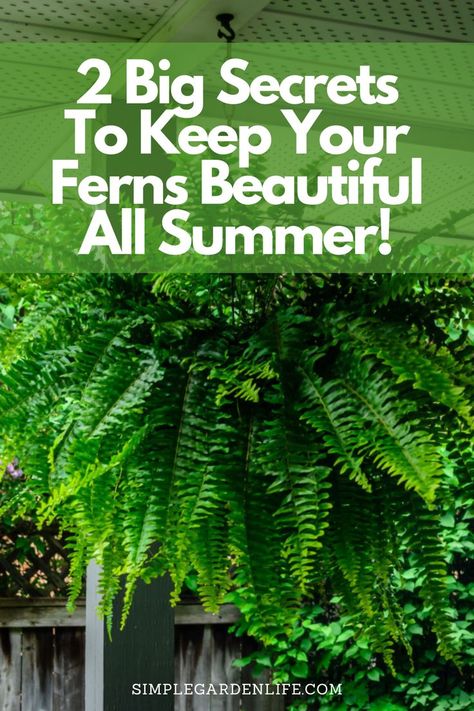 2 big secrets to keep your ferns beautiful all summer by simplegardenlife.com Ferns On Patio, Ferns In Planters Front Porches, How To Care For A Boston Fern, Ferns Hanging On Front Porch, Hanging Ferns Outdoors, How To Hang Ferns On Front Porch, How To Keep Ferns Healthy, Ferns On Front Porch Planters, Potted Ferns With Flowers