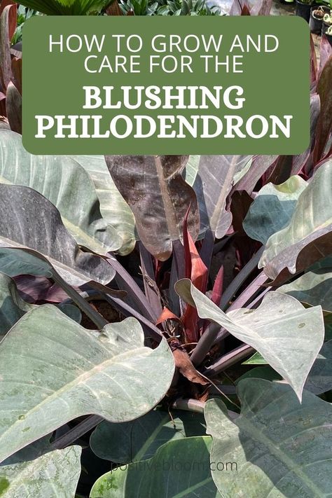 Here’s all you need to know about Blushing philodendron. Learn its care requirements, propagation methods, and some common problems with solutions. Blushing Philodendron Care, Blushing Philodendron, Propagation Methods, Philodendron Care, How To Grow, House Plants, To Grow, Need To Know, Blush