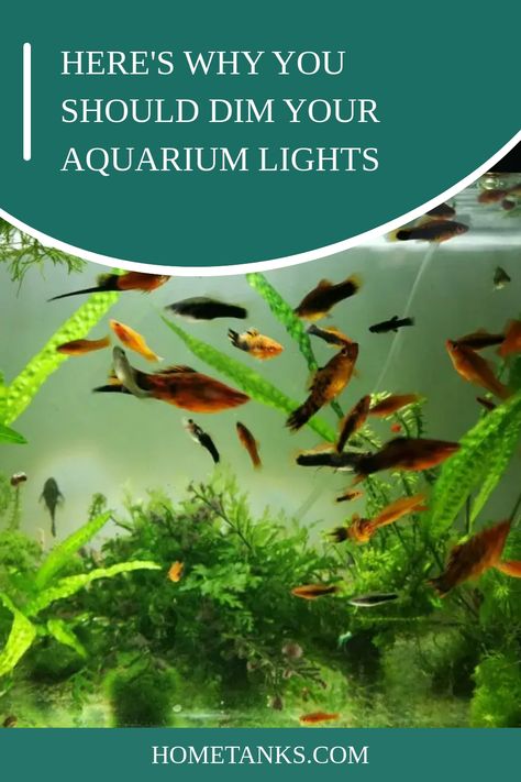 Led Light Art, Cool Fish Tank Decorations, Colorful Environment, Led Light Bedroom, Public Aquarium, Aquarium Set, Fish Garden, Fish Keeping, Cool Fish Tanks