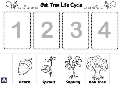 From Acorn to Oak Tree Free Printables | TeachersMag.com Apple Tree Life Cycle, Life Cycle Worksheet, Plant Life Cycle Worksheet, Tree Worksheet, Life Cycles Preschool, Oak Tree Drawings, Flower Life Cycle, Tree Life Cycle, Plant Lessons