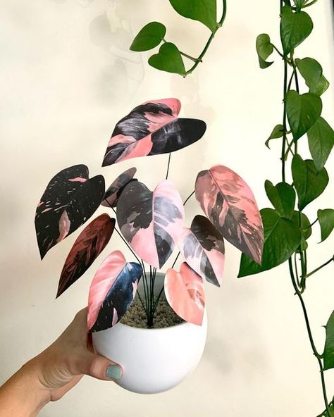 🌿 Hippie Houseplants 🌿 j e n n i e 🌿 on Instagram: "Is it weird to like the paper version of the Pink Princess Philodendron more than the live plant? Asking for a friend 🤷🏼‍♀️" Pink Princess Philodendron Tattoo, Pink Philodendron, Pink Princess Philodendron Crochet, Pink Indoor House Plant, Philodendron Pink Princess Plant, Pink Princess Philodendron Painting, Pink Princess Philodendron, Pink Princess Plant, Princess Philodendron