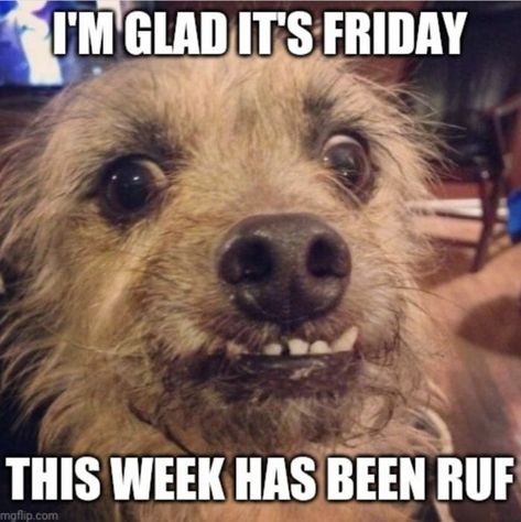 Celebrate the arrival of the weekend with these hilarious Friday memes. The end of the week is a perfect time to make someone laugh. #funny #memes #friday Humour, Funny Friday, Tgif Meme, Tgif Quotes, Friday Memes, Meme Names, Happy Memes, Friday Meme, Friday Images