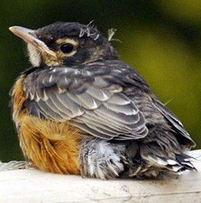 American Robin () fledgling... SCVNews.com | Opinion/Commentary: Don’t ‘Rescue’ Baby Birds | 03-06-2014 Nature, Neotraditional Sleeve, Robin Tattoos, Baby Barn Owl, Baby Robin, Raptors Bird, Flying Bird Tattoo, Angry Birds Movie, American Robin