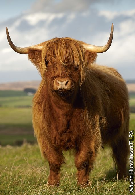 The Cow With Two Woolly Coats Long Horns, Highland Cow Art, Scottish Highland Cow, Fluffy Cows, Cow Pictures, Highland Cows, Brown Cow, Highland Cattle