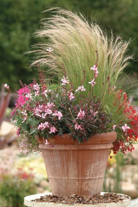 Ornamental Grasses, Container Plants, Container Flowers, Grasses For Pots, Mexican Feather Grass, Fountain Grass, Garden Pottery, Garden Containers, Blooming Plants