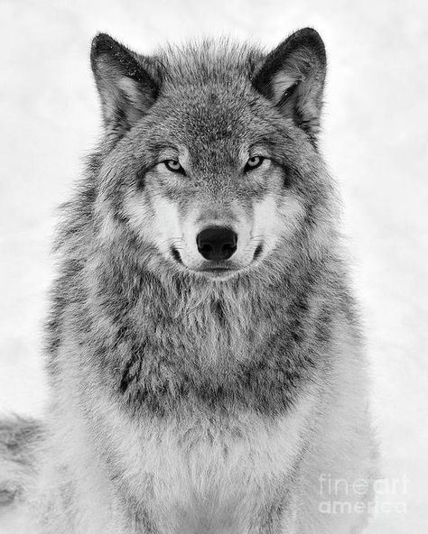 Wolf Art Print, Timber Wolf, Wolf Art, Beck, Wolves, Art Print, On Instagram, Instagram, Wolfsburg