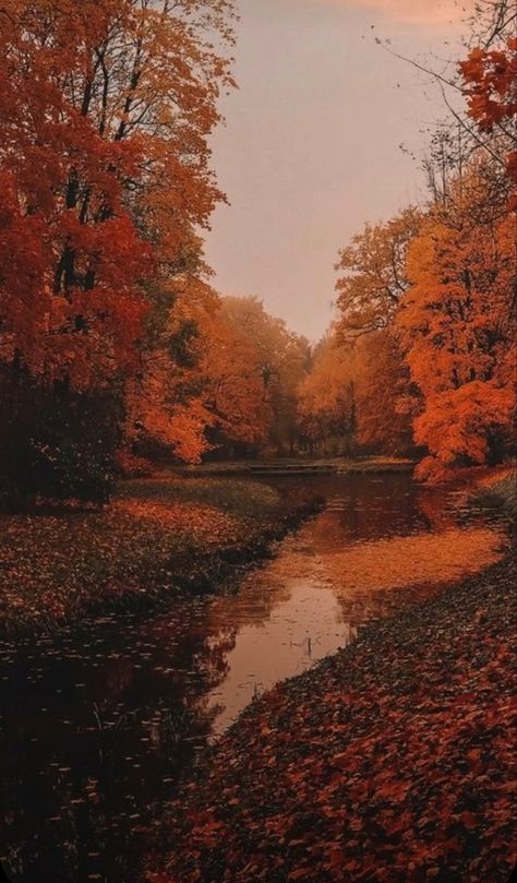 Fall Wallpaper Backgrounds, Iphone Fall Wallpaper, Hello October Images, Rainy Autumn Day, Rainy Autumn, The Best Aesthetic, Deer Wallpaper, Best Aesthetic, Pumpkin Images