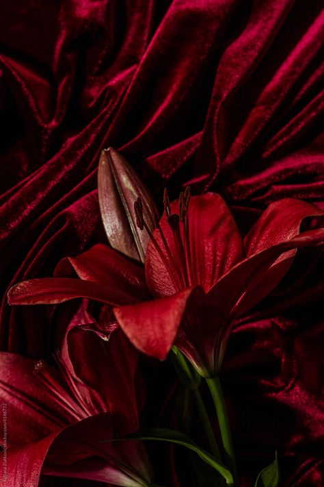 Red Lily Flower by Tatjana Zlatkovic - Red, Lily Red Lily Flower, Red Lily, Lily Flower, Free Stock Photos, Royalty Free Stock Photos, Lily, Collage, Plants, Flowers