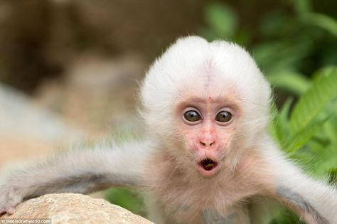 The peculiar act was caught on camera at the Japanese Jigokudani Monkey Park; a 'spa' specifically constructed for wild animals living in the mountains of the Nagano Prefecture Albino Monkey, Rhesus Monkey, Japanese Snow, Jigokudani Monkey Park, Nagano Prefecture, White Monkey, Snow Monkeys, Japanese Macaque, Types Of Monkeys