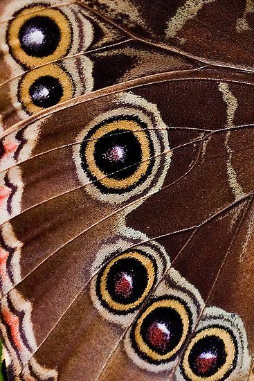 Inspired Images, Most Beautiful Butterfly, Natural Form Art, Inspiration Nature, Paper Birds, Instagram Branding, Gcse Art, Butterfly Wing, Aesthetic Pics