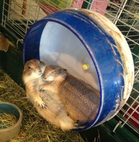 Dog Cuddles, Heartwarming Pictures, What Cat, Prairie Dog, Human Relationship, Cute Animal Photos, Hamsters, Sweet Animals, Animal Photo