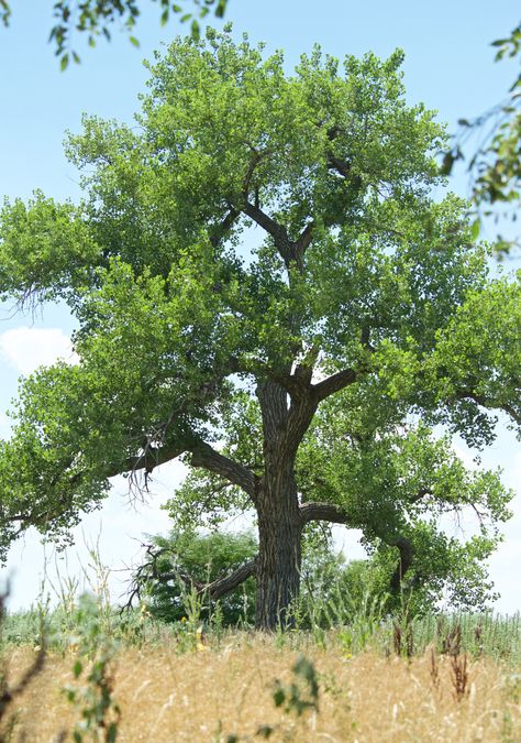 Cottonwood at Bravo (July 14) Tree Of Life Pictures, Cottonwood Tree, 2 October, Tree Of Life Art, 30 July, Giant Tree, Old Trees, Unique Trees, Watercolor Trees